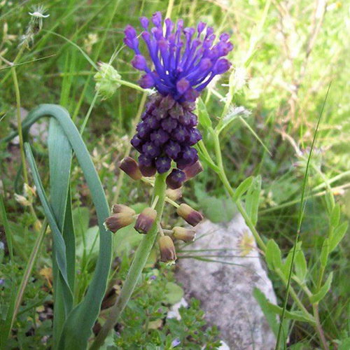 Leopoldia Comosa