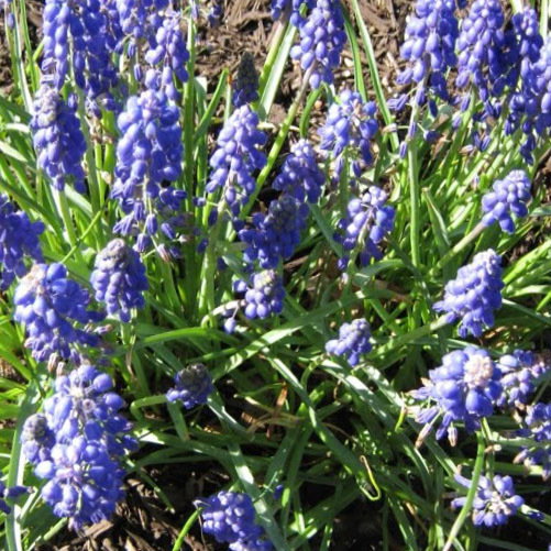 Muscari Latifolium