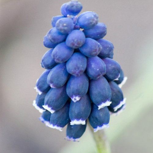 Muscari Leucostomum