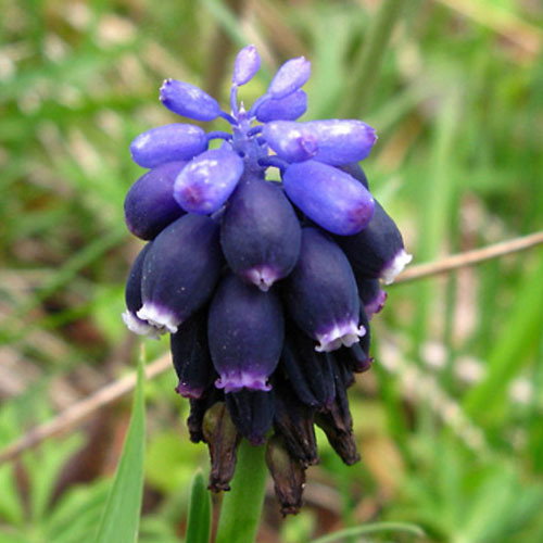 Muscari Neglectum