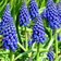 Muscari Tubergianum