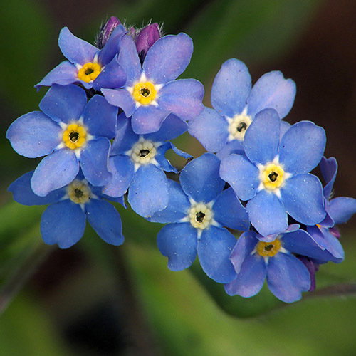 Myosotis Sylvatica