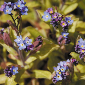 Myosotis Rolled Gold