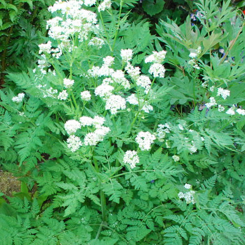 Myrrhis Odorata