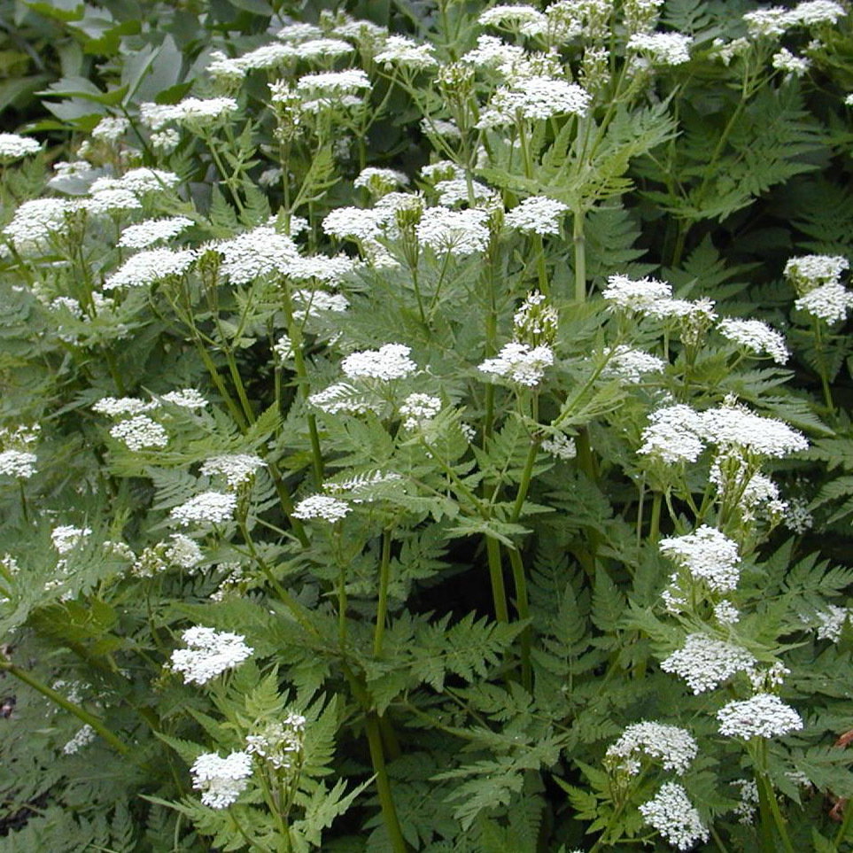 Myrrhisodorata