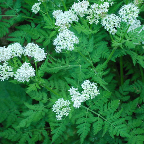 Myrrhis Odorata2