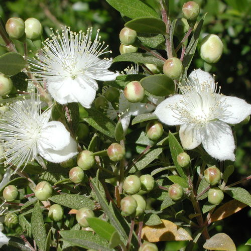 Myrtus Communis