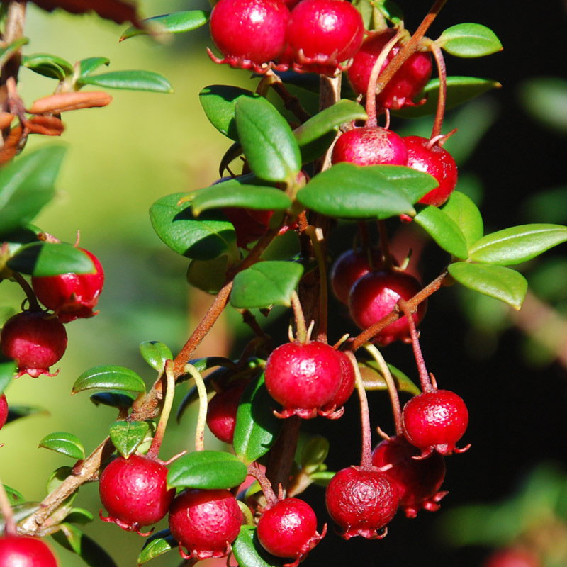 Myrtus Ugni