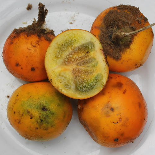 Solanum Quitoense