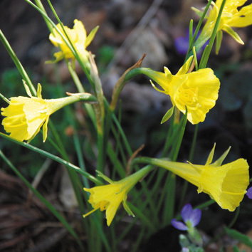 Narcissus Bulbocodium