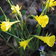 Narcissus Bulbocodium