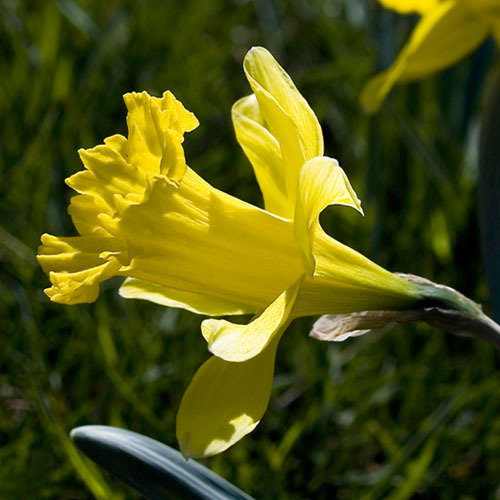 Narcissus Confusum