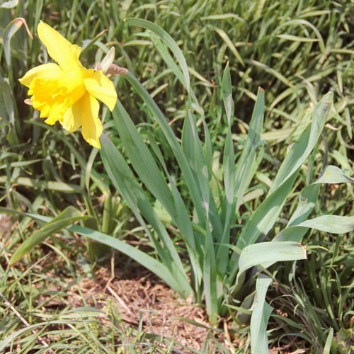 Narcissus Obvalaris