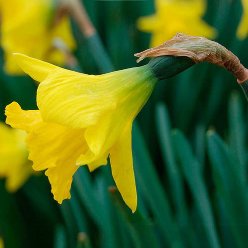 Narcissus Obvillaris