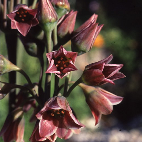 Nectaroscordum Siculum1