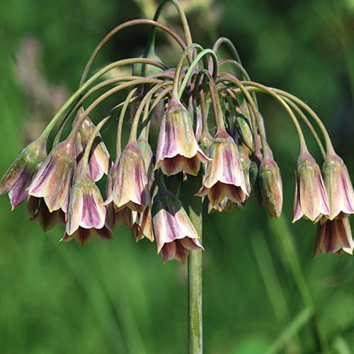 Nectaroscordumsicuum Bulgaricum