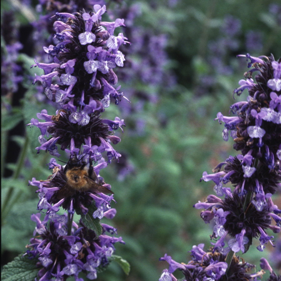 Nepeta Clarkei