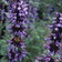 Nepeta Clarkei