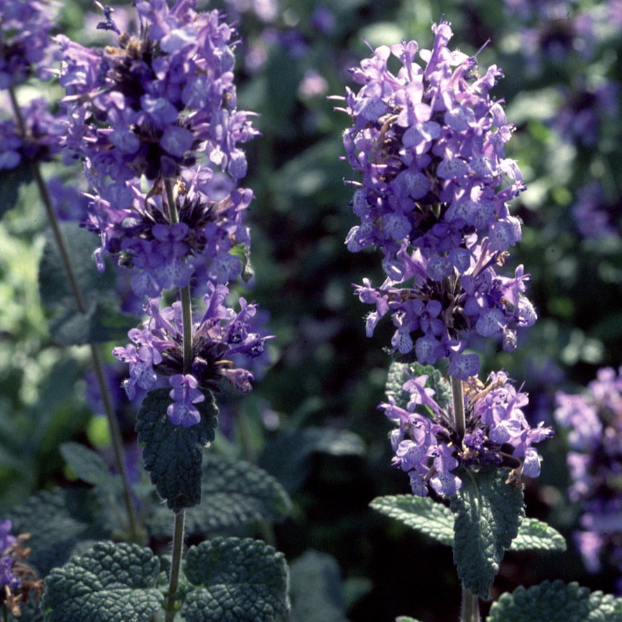 Nepeta Clarkei 1A