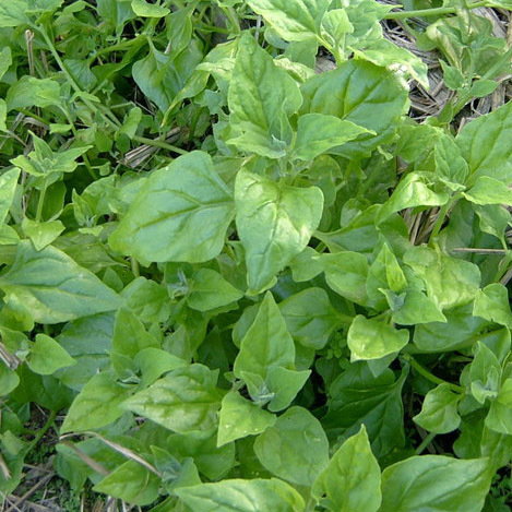 New Zealand Spinach