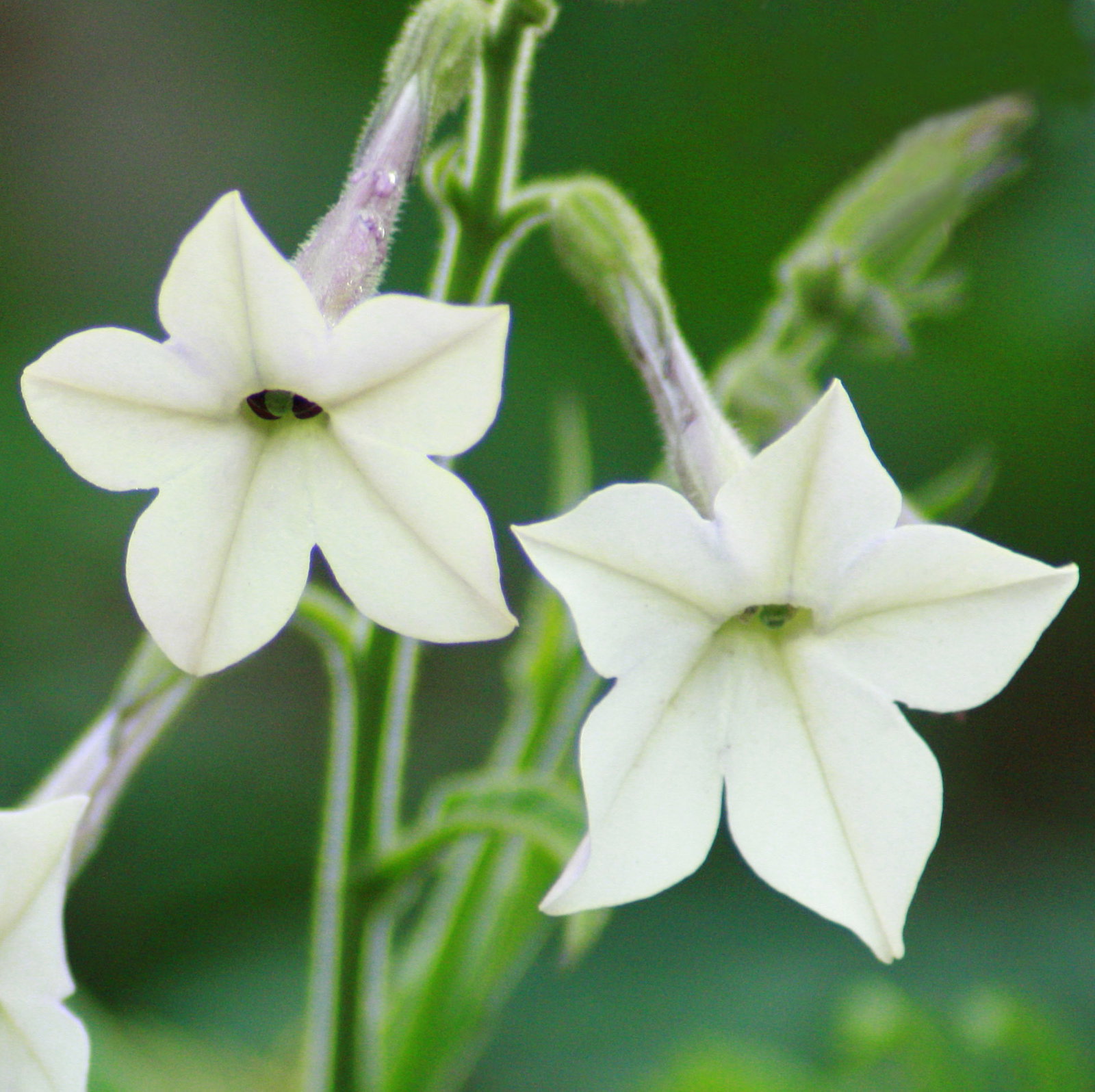 Nicotiana Alata