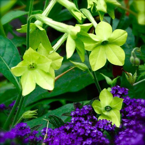 Nicotiana Lime Green