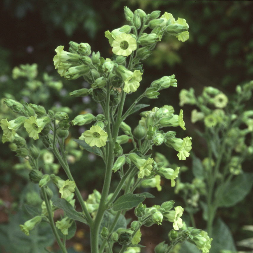 Nicotiana Rustica