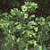 Nicotiana Rustica
