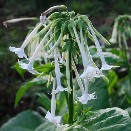 Nicotiana Sylvestris