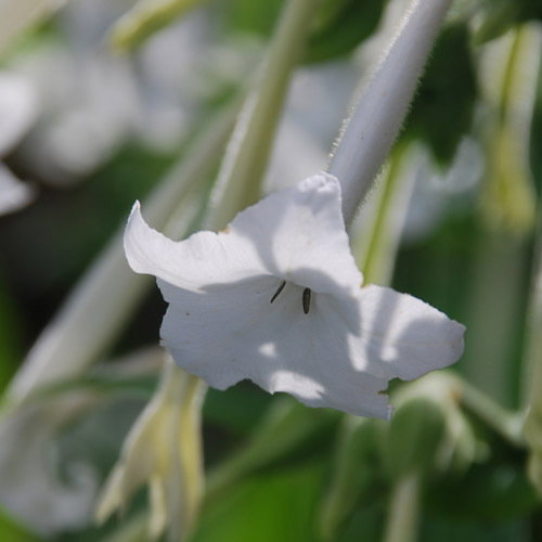 Nicotiana Sylvestris