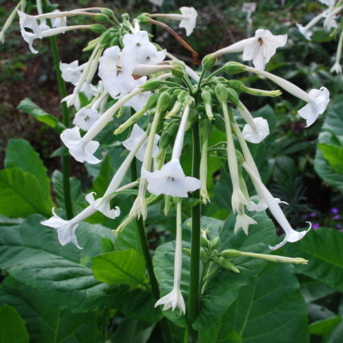 Nicotiana Sylvestris