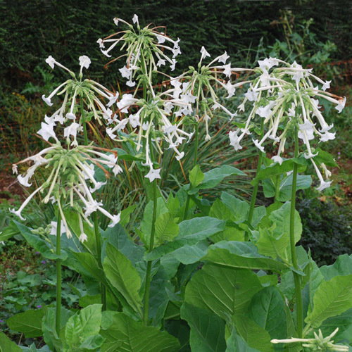 Nicotiana Sylvestris