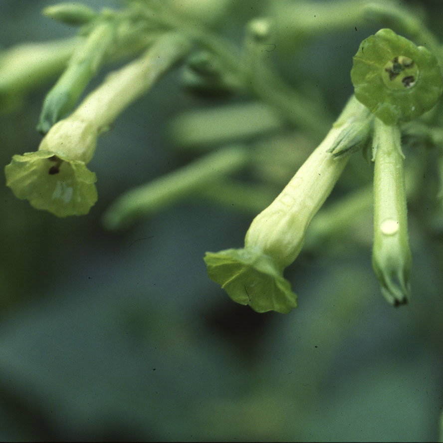Nicotiana Tubular Bells