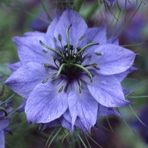 Nigella Damascena1