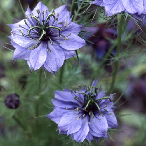 Nigella Damascena