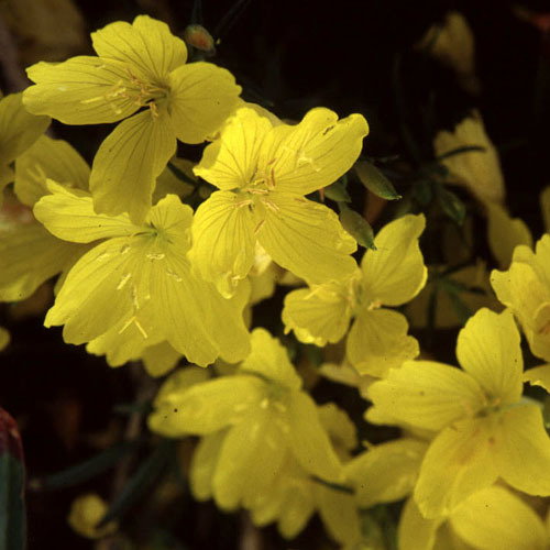 Oenothera Fruiticosa Fyruerkeri
