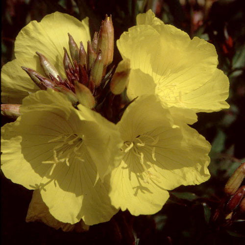 Oenothera Fruticosa Fyrerkeri2