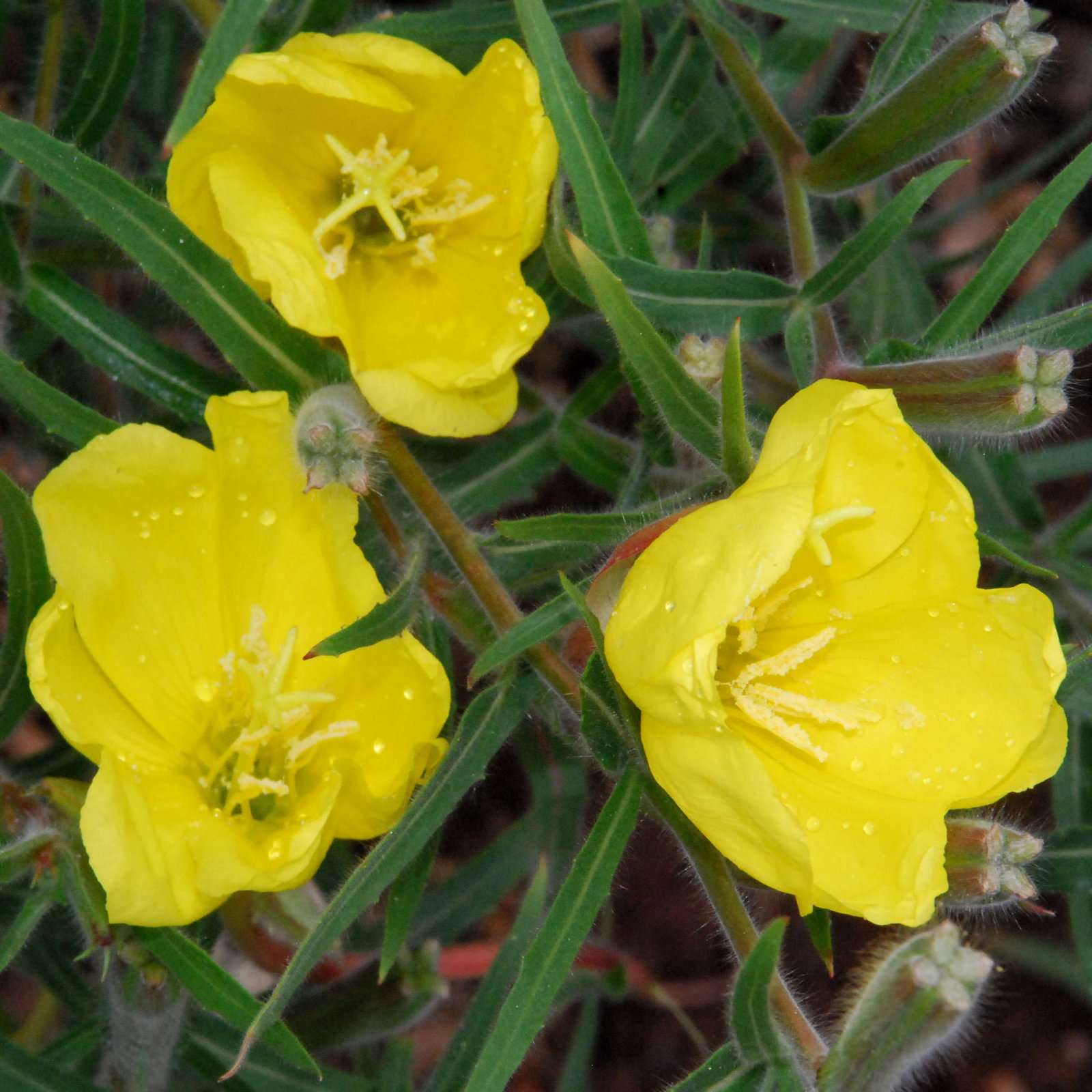 Oenothera Longituba