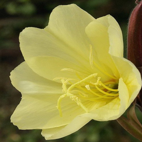 Oenothera Odorata
