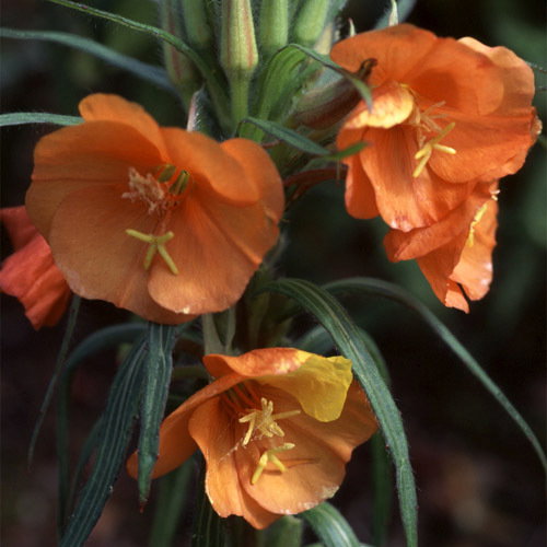 Oenothera Sunset Boulevard A