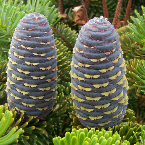 Abies Koreana