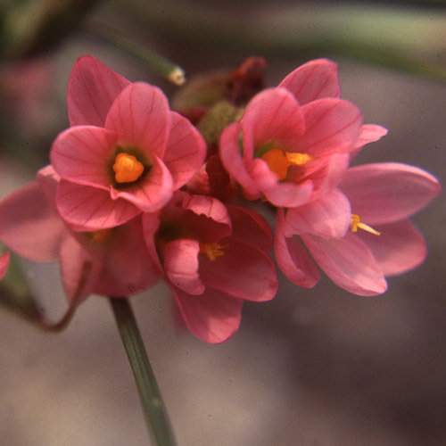 Sisyrinchium Junceum