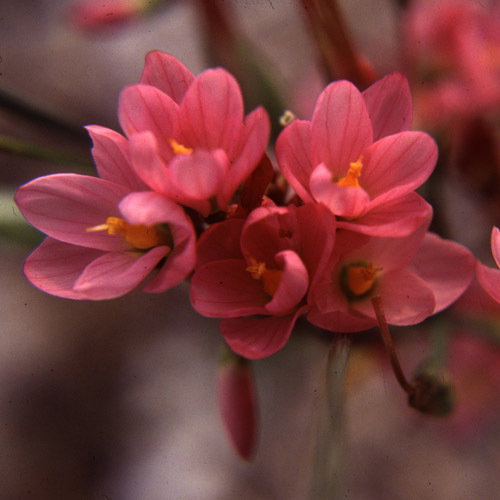 Sisytinchium Junceum