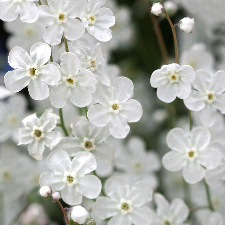 Omphalodes Linifolia