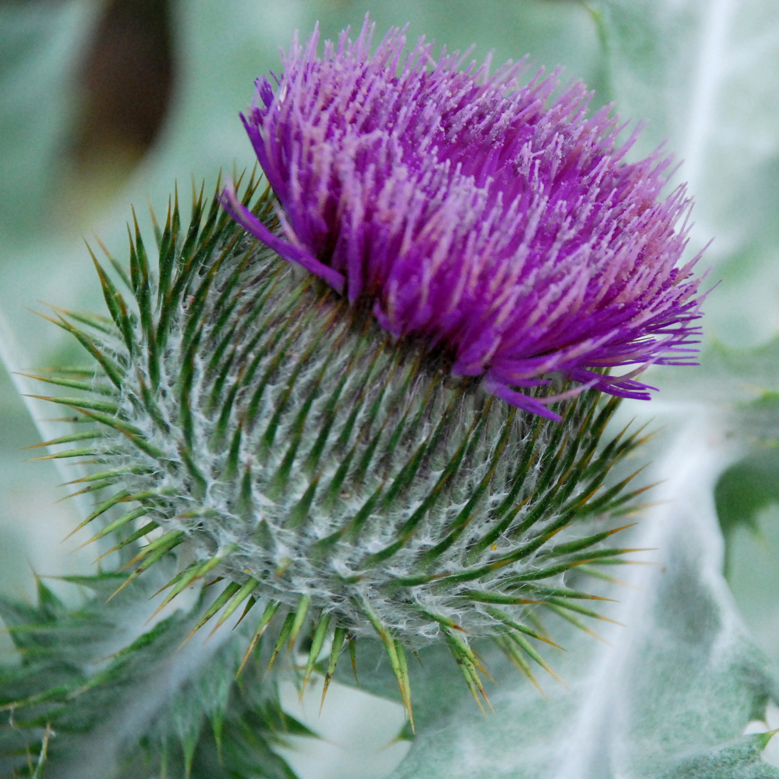 Onopordon Acanthium