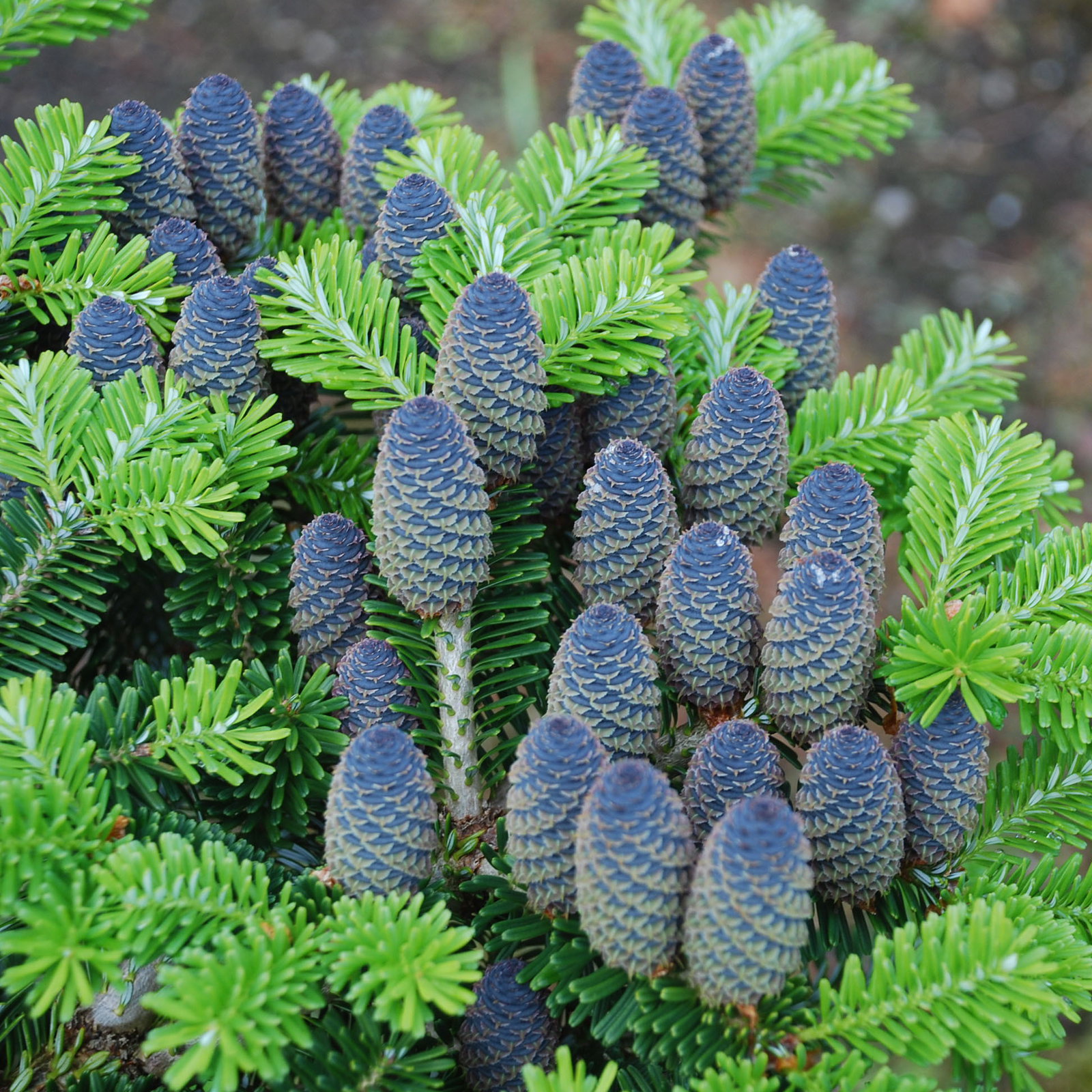 Abies Koreana