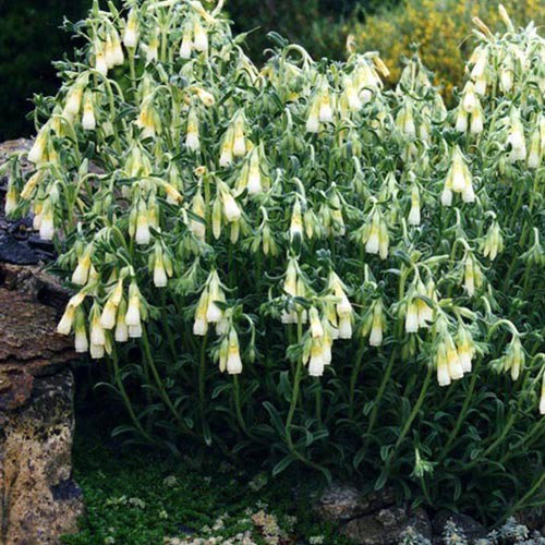 Onosma Nana