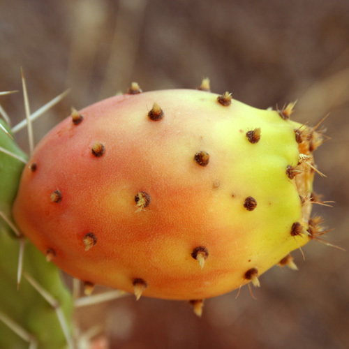 Opuntia Fruit