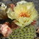 Opuntia Polyacantha