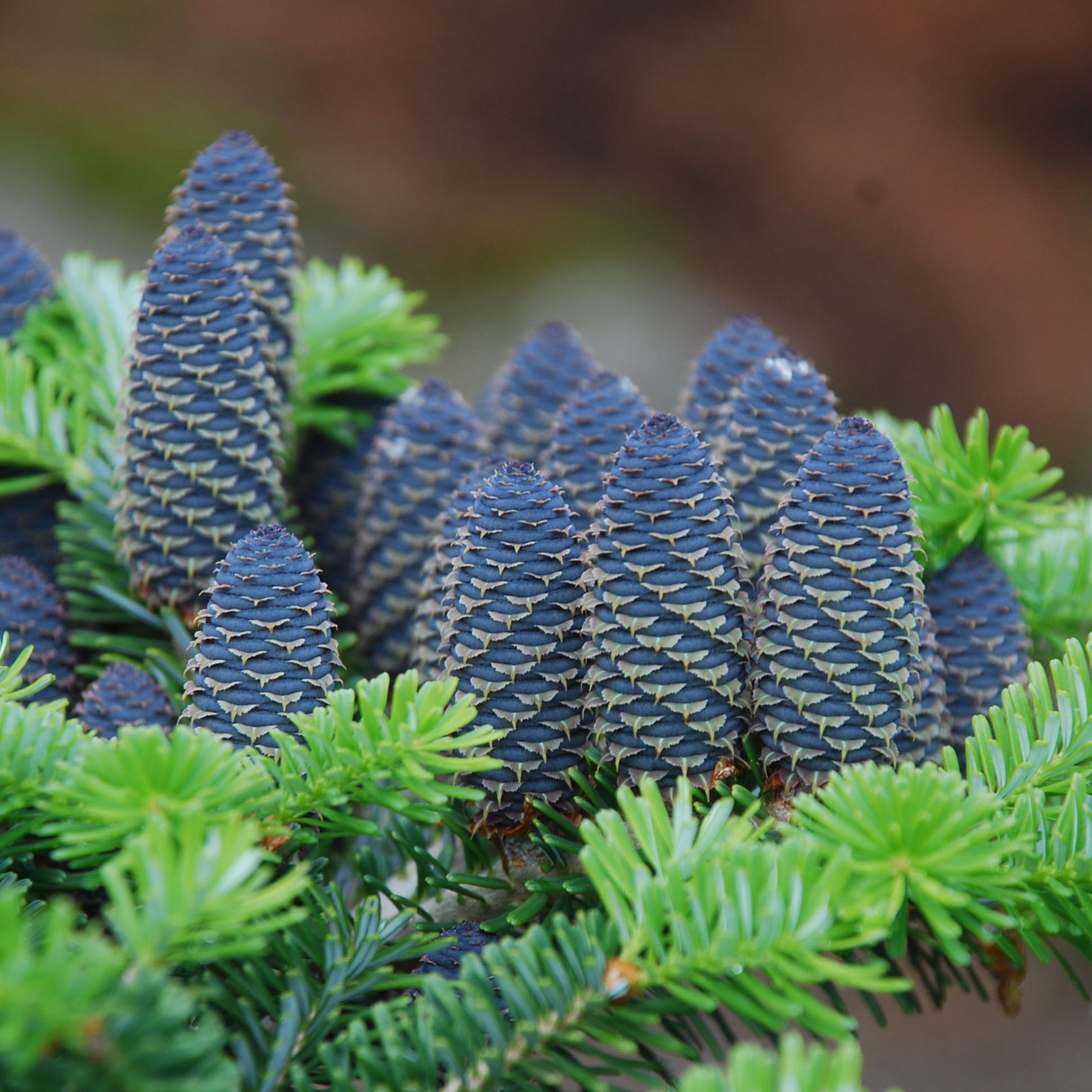 Abies Koreana